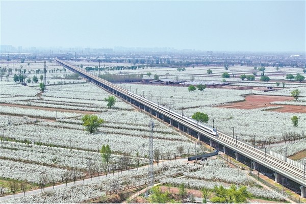 一列在大西高鐵上飛馳的列車(chē)穿過(guò)平遙縣襄垣鄉(xiāng)萬(wàn)畝梨園花海